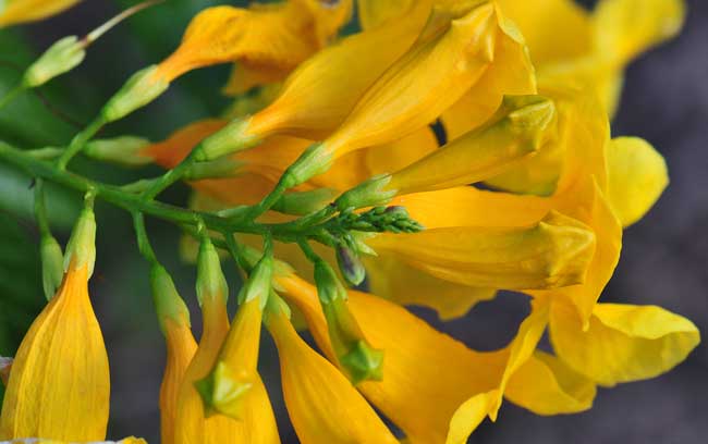 Tecoma stans, Yellow Trumpet Bush, Southwest Desert Flora